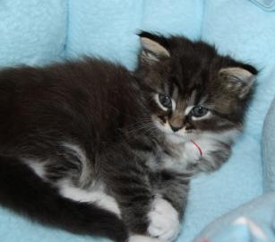 Super s��e Maine Coon K�tzchen