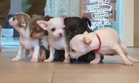Chihuahua Welpen mit FCI Papiere WhatsAp