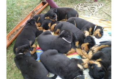 s�� Rottweiler-babys mit ADRK-Papieren,