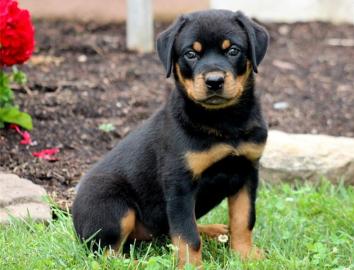s�� Rottweiler-babys mit ADRK-Papieren,