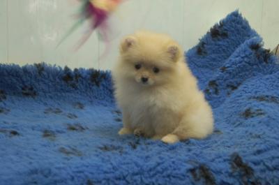 s��e Pomeranian - Zwergspitz