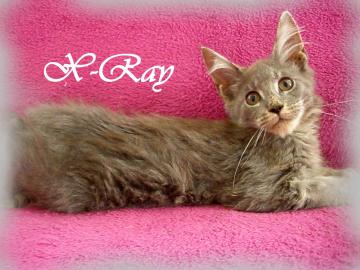 Maine Coon kitten mit Staumbaum