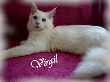 Maine Coon kitten mit Staumbaum