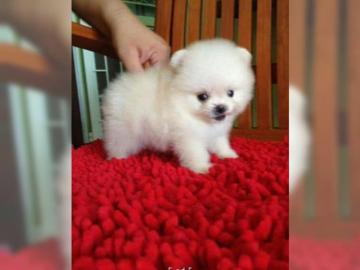 MINI PomeranianSpitzwelpe zu verkaufen