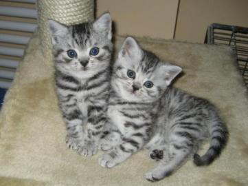 BKH silver-tabby