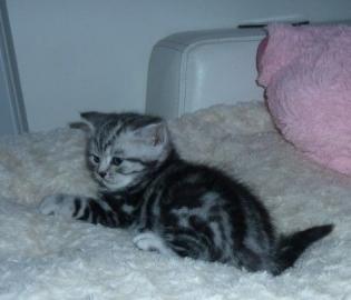 BKH silver-tabby