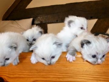 Super s��e Ragdoll K�tzchen K�tzchen Reg