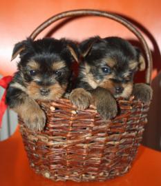 Yorkshire Terrier mit FCI papieren