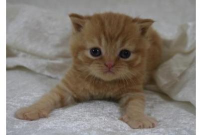 Super verschmu�te typvolle BKH Katzen