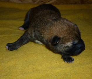 5 AKC registriert Shiba Inu-M�nnchen und