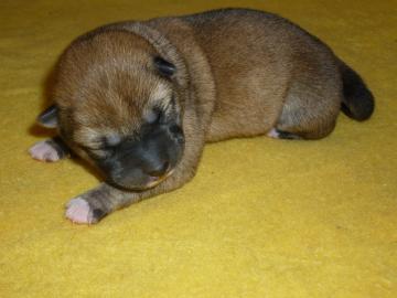 5 AKC registriert Shiba Inu-M�nnchen und