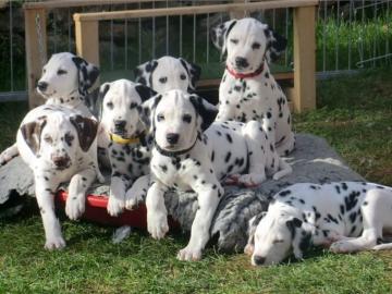 Dalmatiner Welpen mit VDH/FCI Papieren