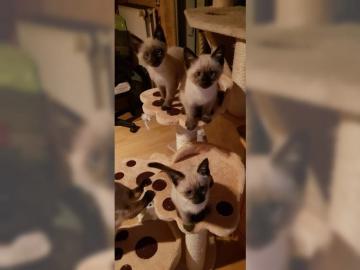 Siam Baby Kitten Babys K�tzchen Siambaby