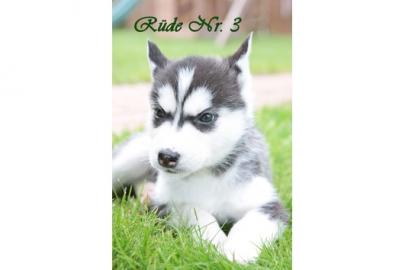 ausgefallen sch�ne Husky - Welpen
