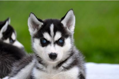 ausgefallen sch�ne Husky - Welpen