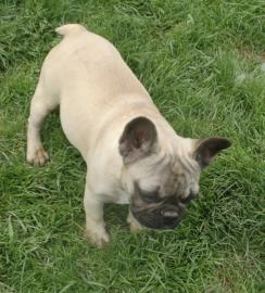 Franz?sische Bulldogge