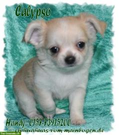 Weihnachten Mini-Chihuahua-Welpen mit P