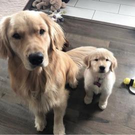 Liebevolle Golden Retriever Welpen f�r R