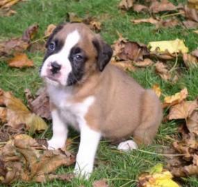 Superkleine Zuckers��e  Reinrassig Boxer