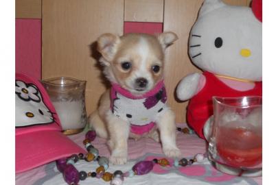 MINI MINI Chihuahua Preis: 150