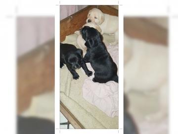 Reinrassige Labrador Welpen
