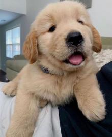 Liebevolle Golden Retriever Welpen f�r R