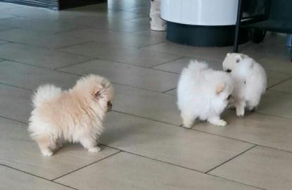 Pomeranien Welpen
