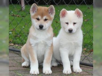 Super Japanische Akita Inu Welpen