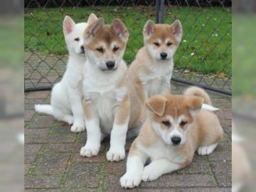 Super Japanische Akita Inu Welpen