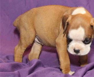 Welpen reinrassiger Boxer