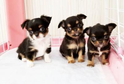 Chihuahua Welpen (Langhaar und Kurzhaar)