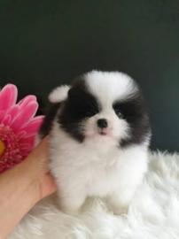 Super Pomeranian Welpe zu verkaufen