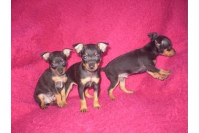 Klitzekleine  s��e Chihuahua-Prager Ratt