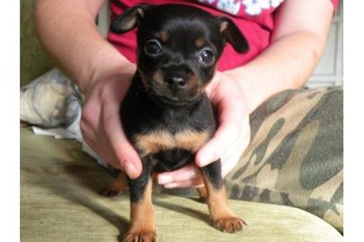 Klitzekleine  s��e Chihuahua-Prager Ratt