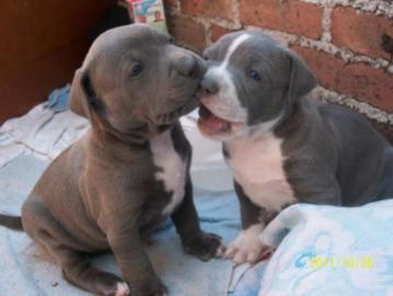 Am-Staff/Pit-Bull- WHATSAPP: 00436811084