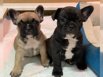 Wundersch?ne franz?sische Bulldoggen