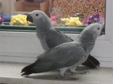 Graupapagei