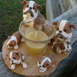 Adorable Englisch Bulldogge Welpen