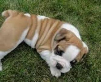 Adorable Englisch Bulldogge Welpen