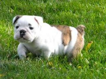 Adorable Englisch Bulldogge Welpen
