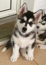Siberian Husky Welpen mit blauen augen. W