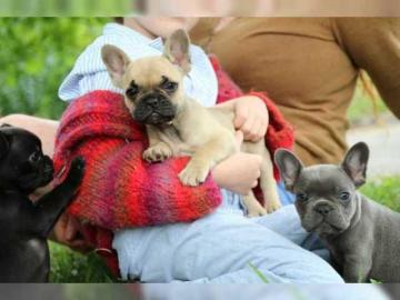 Franz�sischen Bulldogge Welpen