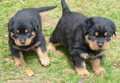 Wundersch�ne Rottweiler Welpen. Whatsapp
