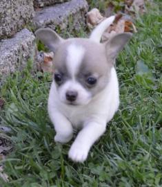 Chihuahua Puppies
