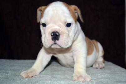 Englische Bulldoggenwelpen der Prinzessi