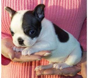 Franz�sische Bulldoggen Welpen (Blau-W