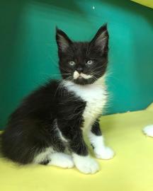 Wundersch�ne Maine-Coon-Katzen abzugeben