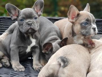 franz?sische Bulldoggenwelpen