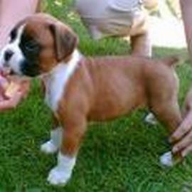 boxer welpen
