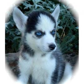 Siberian Husky Welpen